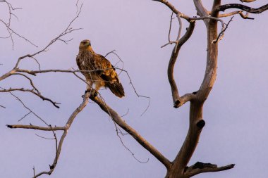 Kuru bir ağacın dallarındaki Steppe kartalı. Vahşi doğadaki yırtıcı kuş. Mavi gökyüzüne karşı Steppe kartal.