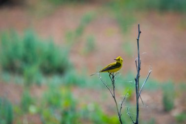 Dal üzerinde Citrine Wagtail veya Motacilla citreola.