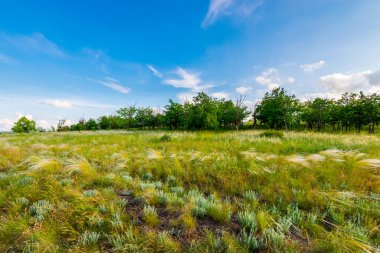 Küçük bir koruluğun arka planındaki çayırda ot tüyü..