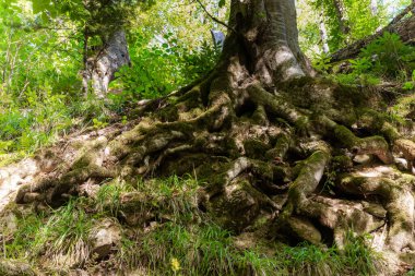 Yeşil bir ormanda ağaç kökleri ve güneş ışığı.