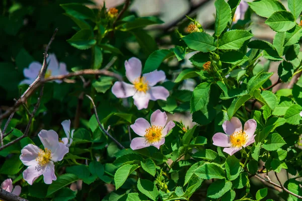 Primer Plano Una Rosa Perro Rosa Canina Con Hojas Verdes —  Fotos de Stock