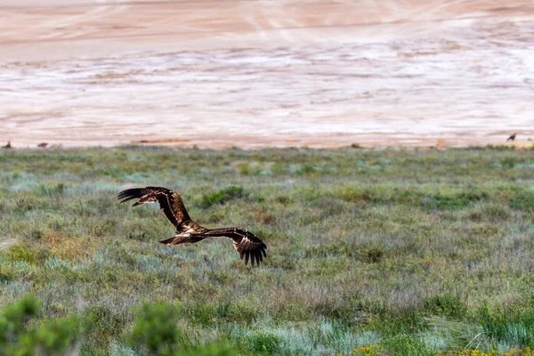 Vlucht Van Steppe Eagle Aquila Nipalensis Boven Grond — Stockfoto