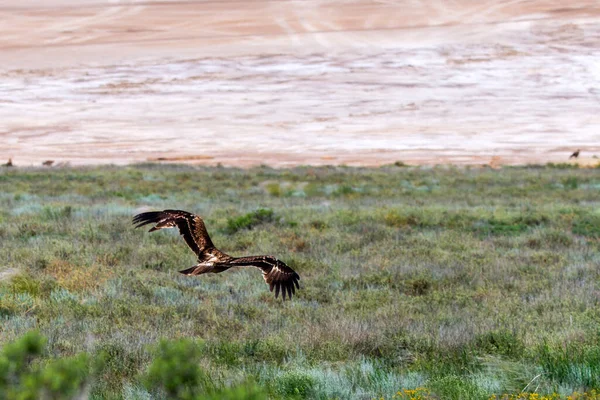 Volo Dell Aquila Steppa Dell Aquila Nipalensis Dal Suolo — Foto Stock