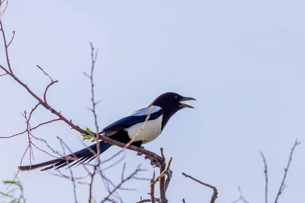 Giovane Gazza Eurasiatica Pica Pica Ramo Natura Selvaggia — Foto Stock