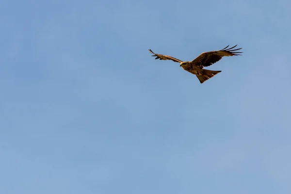 Pássaro Predador Num Céu Azul Procura Presas — Fotografia de Stock