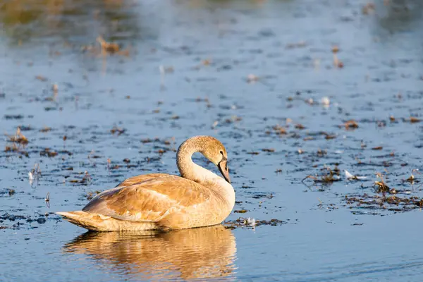 Cisne Mudo Cinza Jovem Cygnus Olor Nadando Água — Fotografia de Stock