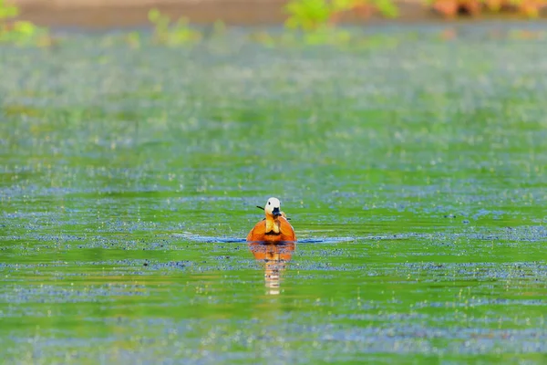 Canard Roux Femelle Dans Son Habitat Naturel — Photo