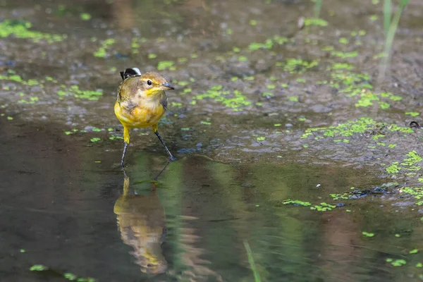 Wagtail Amarillo Occidental Femenino Motacilla Flava Naturaleza Salvaje — Foto de Stock