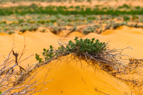 Panorama Semi Desert Withered Grass — Stock Photo, Image