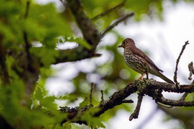 Turdus filomelos kuşu vahşi doğada.