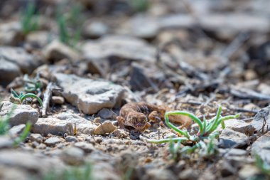 Çift parmaklı kertenkele cinsi Alcophyllex veya vahşi doğada gıcırdayan kertenkele..