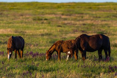 Gün doğumunda çayırda otlayan vahşi atlar. Doğadaki Özgürlük kavramı