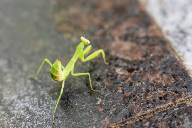 Yeşil peygamberdevesi yerde. Mantis Religiosa böceği.