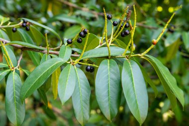 Prunus laurocerasus veya Otto Luyken - kirazlı defne meyvesi.