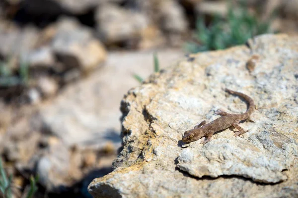 Parzystokopytny Gecko Rodzaj Alcophyllex Lub Skrzypiący Gecko Dzikiej Przyrody — Zdjęcie stockowe