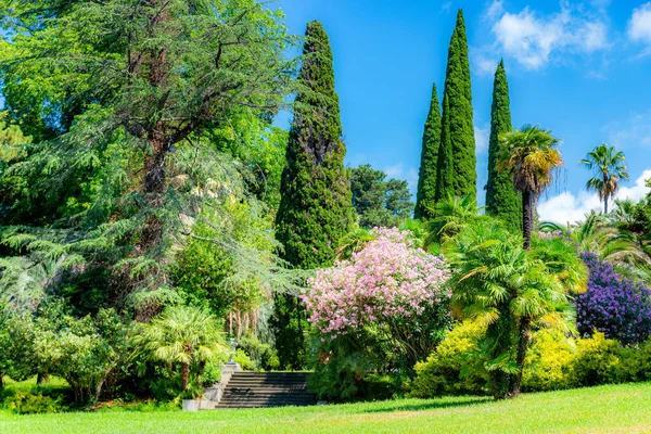 City Park Tropical Trees Lawn Grass Cypress Trees — Stock Photo, Image