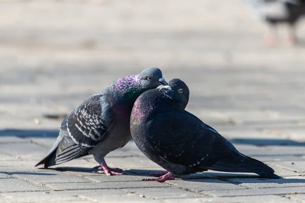 街中の鳩のカップル — ストック写真