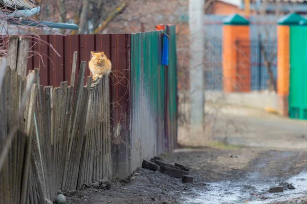 Zázvorová Kočka Dřevěném Plotě Vesnici — Stock fotografie