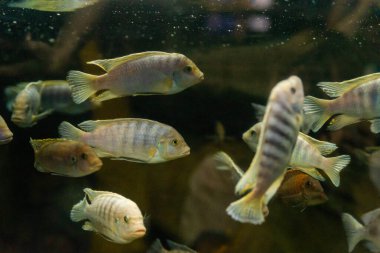 Lombardoi mbuna veya Kenyi Cichlid veya Maylandia Lombardoi veya Maylandia Greshakei.