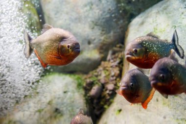 Kırmızı Göbekli Pirana ya da Pygocentrus nattereri 'ye yakın çekim.