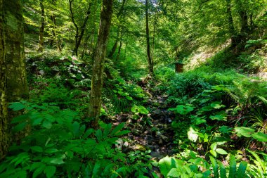 Ormandaki tuvaletin dışında ya da yürüyüş yapanlar için ulusal parkta..
