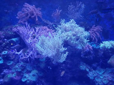 Kızıl Deniz 'deki mercanların arka planında parlak sarı balıklar. Sarı Tang Zebrasoma Alevleri.