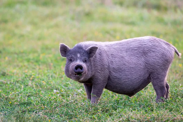 越南鸡肚猪在草地上 — 图库照片