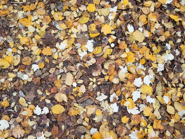 秋の黄色のカラフルな紅葉公園の芝生の上で地面に自然のパターンとしての背景のテクスチャを閉じます — ストック写真