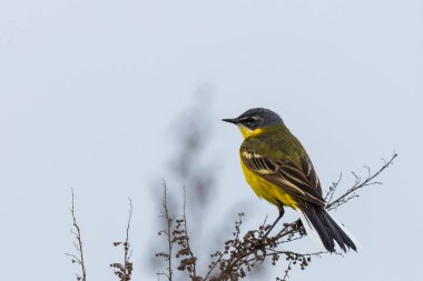Siyah saçlı dalgakıran bulanık bir arka planda bir dal üzerinde oturur. Fotoğrafı kapat.