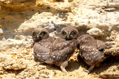 Yuvaya yakın üç küçük baykuş yavrusu.