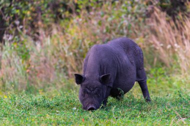 Vietnam çömlek göbekli domuzu çayırda