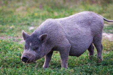 Vietnam çömlek göbekli domuzu çayırda