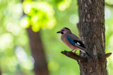 Avrasyalı Jay veya Garrulus Glandarius şehir parkında şubede.