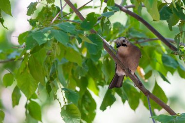 Avrasyalı Jay veya Garrulus Glandarius şehir parkında şubede.