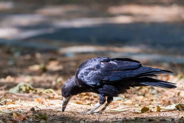 Pájaro Negro Parque Otoño Raven Camina Por Camino Del Jardín —  Fotos de Stock