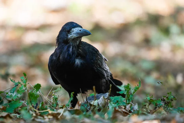 Uccello Nero Nel Parco Autunnale Corvo Cammina Sul Sentiero Del — Foto Stock