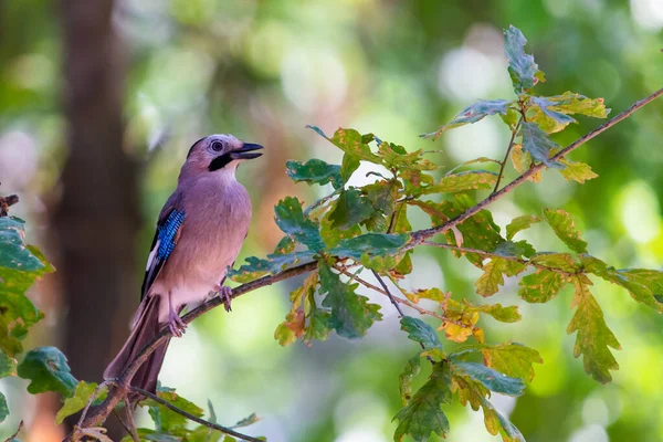 Jay Euroasiático Garrulus Glandarius Rama Parque Ciudad —  Fotos de Stock