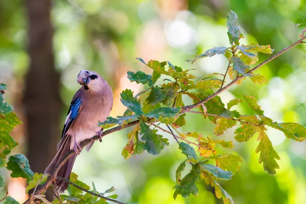 Евразийский Сойка Garrulus Glandarius Филиале Городском Парке — стоковое фото