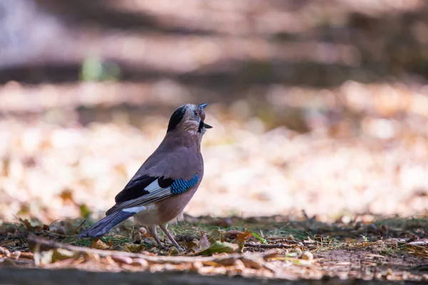 Jay Euroasiático Garrulus Glandarius Parque Ciudad —  Fotos de Stock