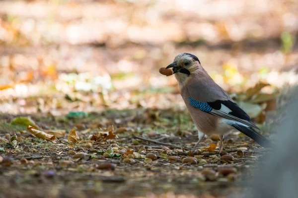 Eurasian Jay Garrulus Glandarius City Park — Stock Photo, Image