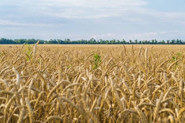 Золоте Пшеничне Поле Блакитне Небо Деякими Хмарами — стокове фото