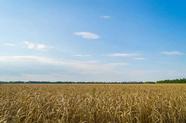 Altın buğday tarlası ve bulutlu mavi gökyüzü