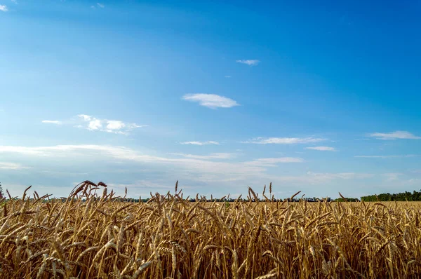 Золоте Пшеничне Поле Блакитне Небо Деякими Хмарами — стокове фото