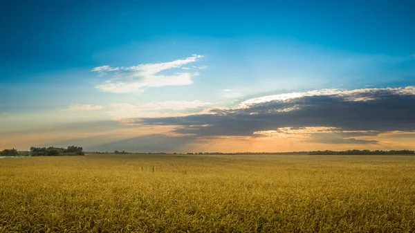 Zlaté Pšeničné Pole Modrá Obloha Mraky — Stock fotografie