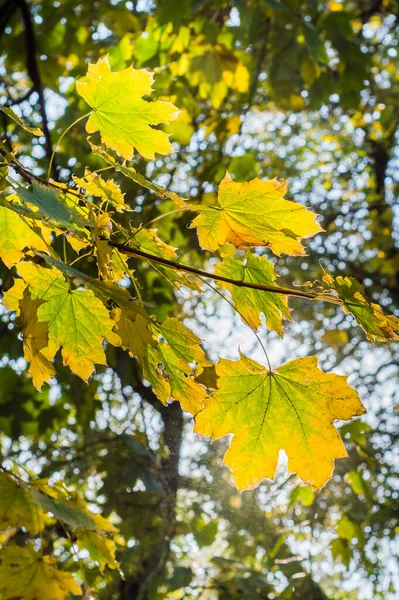 Belles Feuilles Érable Jaune Automne — Photo