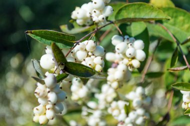 Çilekli Bush Symphoricarpos albusu. Patlamış mısır gibi..