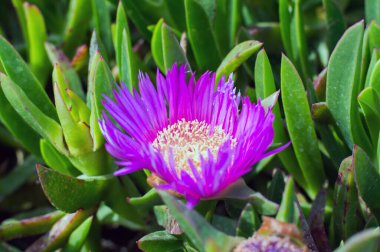 Stokesia Laevis, papatya familyasından tek çiçekli bitki cinsi Asteraceae.