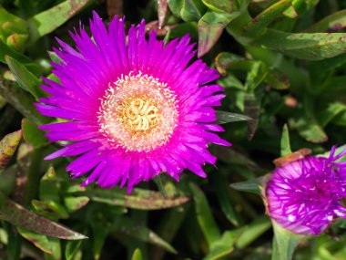 Stokesia Laevis, papatya familyasından tek çiçekli bitki cinsi Asteraceae.
