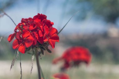 Kırmızı bahçe sardunya çiçekleri, yakın çekim sardunya çiçekleri