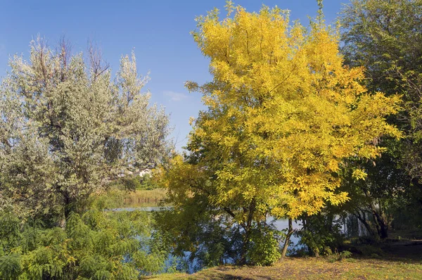 Árbol Otoño Arboleda Verde Sobre Fondo Azul Cielo — Foto de Stock